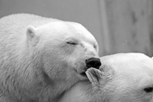 polar-bear-196318